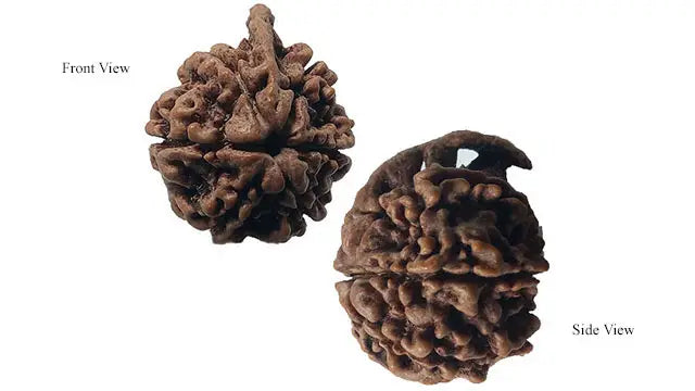 Ganesh Rudraksha