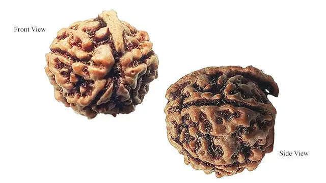 Ganesh Rudraksha
