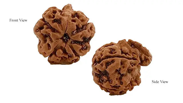 Ganesh Rudraksha