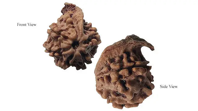 Ganesh Rudraksha