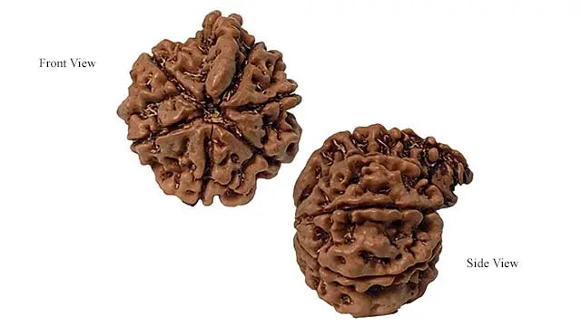 Ganesh Rudraksha