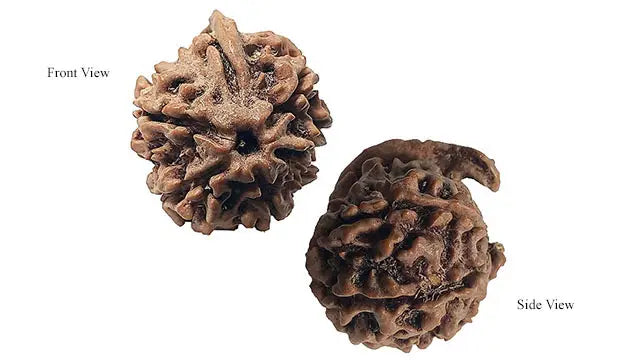 Ganesh Rudraksha