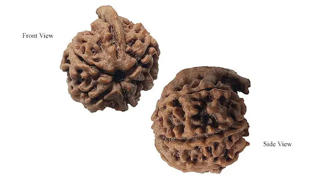 Ganesh Rudraksha