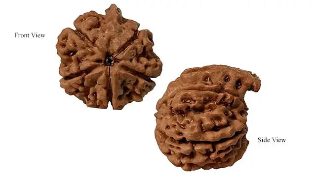 Ganesh Rudraksha