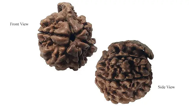 Ganesh Rudraksha
