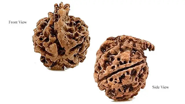 Ganesh Rudraksha