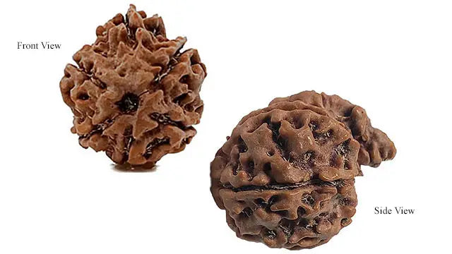 Ganesh Rudraksha