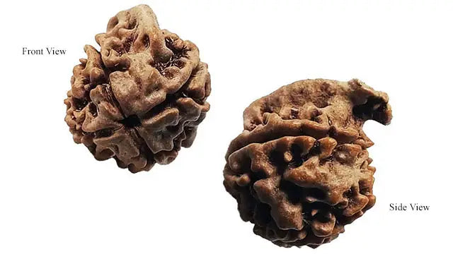 Ganesh Rudraksha