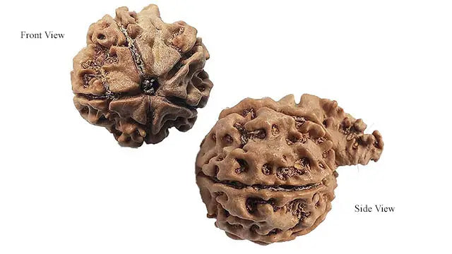 Ganesh Rudraksha