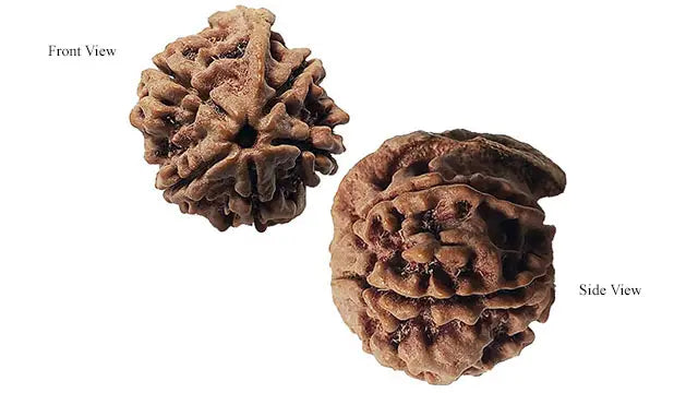 Ganesh Rudraksha