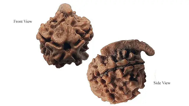 Ganesh Rudraksha