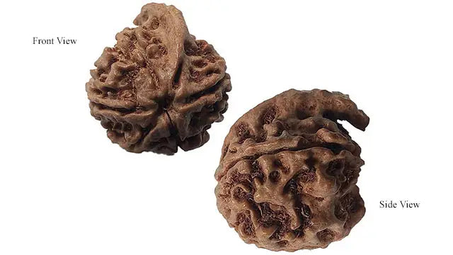 Ganesh Rudraksha