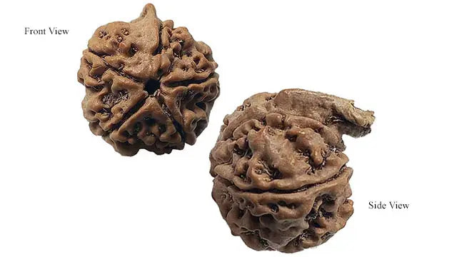 Ganesh Rudraksha