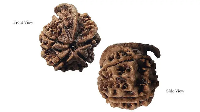 Ganesh Rudraksha