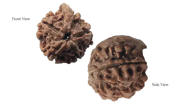 Ganesh Rudraksha