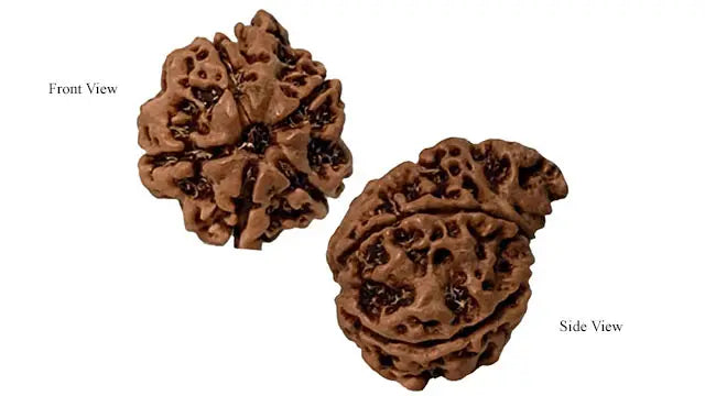 Ganesh Rudraksha
