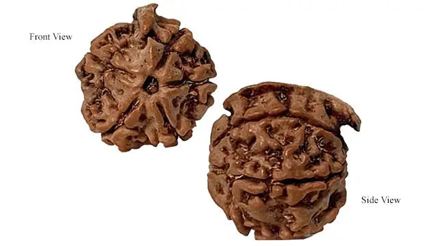 Ganesh Rudraksha