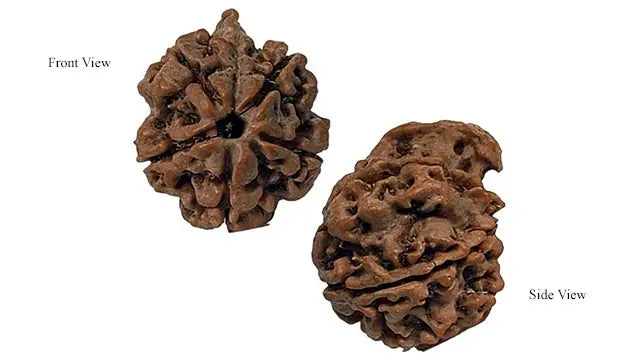 Ganesh Rudraksha