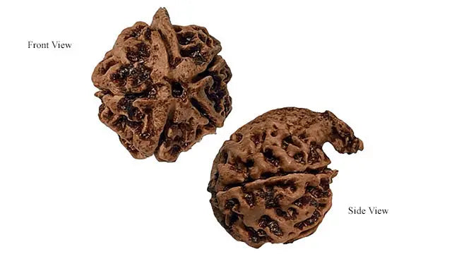 Ganesh Rudraksha