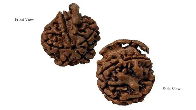 Ganesh Rudraksha