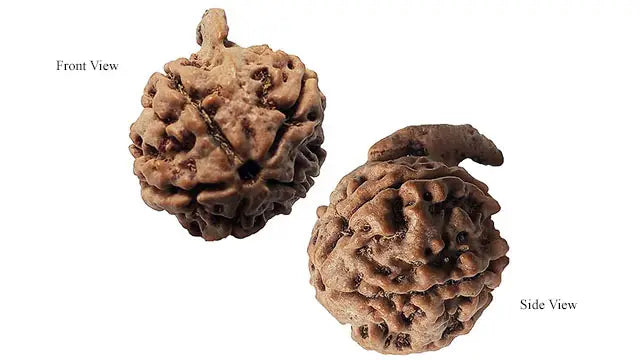 Ganesh Rudraksha