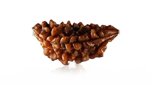 2 Mukhi Rudraksha (Half Moon Shape)