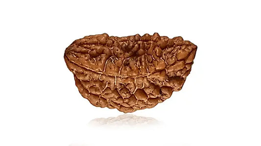 2 Mukhi Rudraksha (Half Moon Shape)
