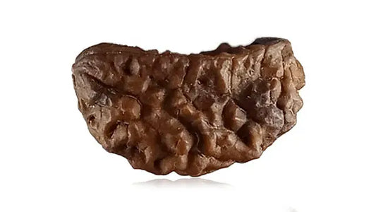 2 Mukhi Rudraksha (Half Moon Shape)