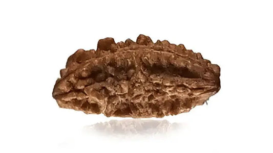 2 Mukhi Rudraksha (Half Moon Shape)