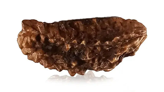 2 Mukhi Rudraksha (Half Moon Shape)