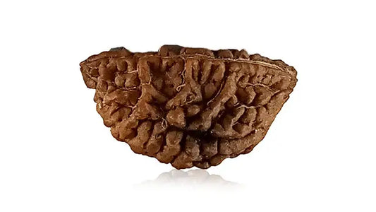 2 Mukhi Rudraksha (Half Moon Shape)