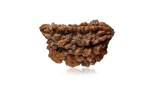 2 Mukhi Rudraksha (Half Moon Shape)