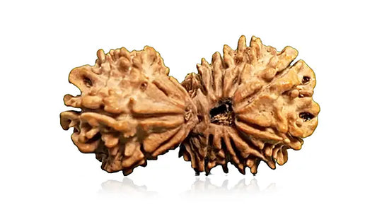 15 Mukhi Gauri Shankar Rudraksha