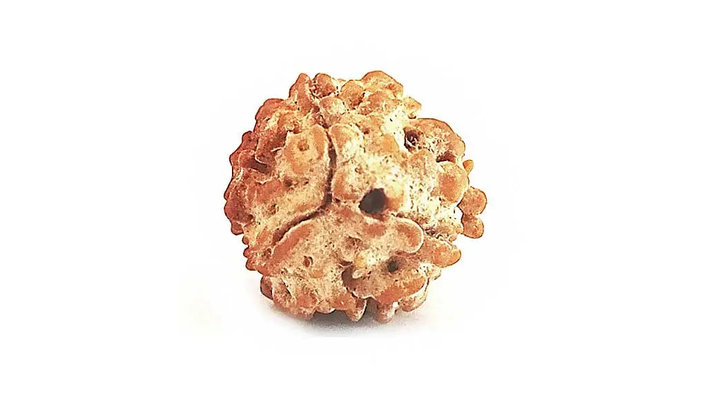 3 Mukhi Rudraksha