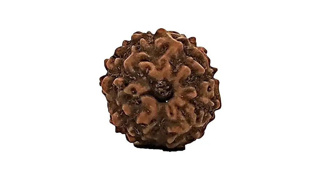 8 Mukhi Rudraksha