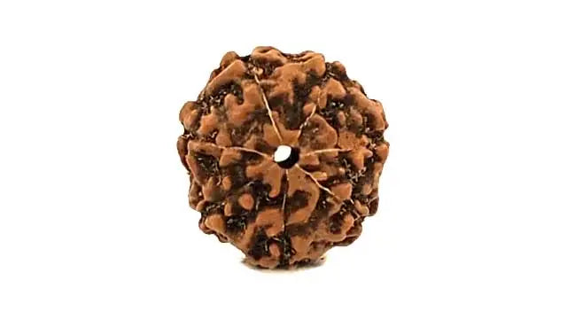 7 Mukhi Rudraksha