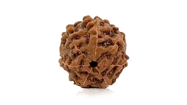 7 Mukhi Rudraksha