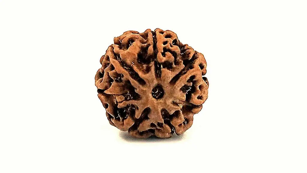 7 Mukhi Rudraksha