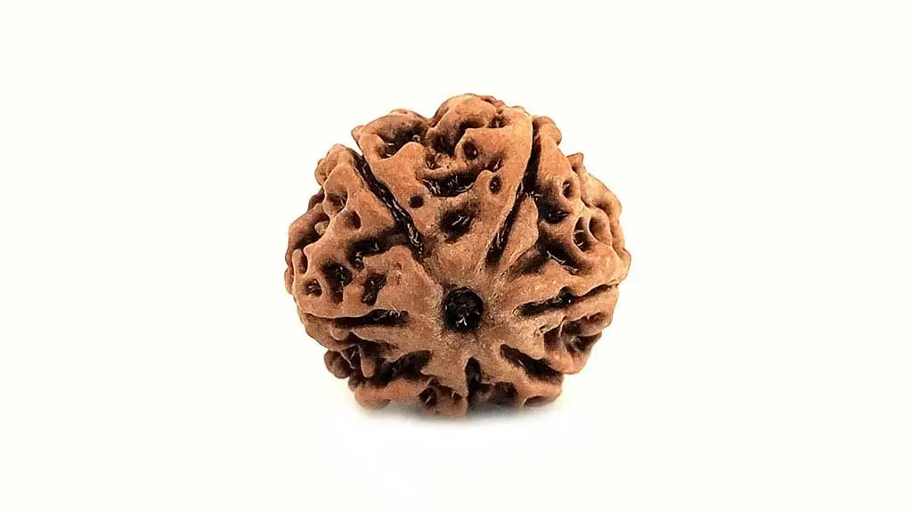 7 Mukhi Rudraksha