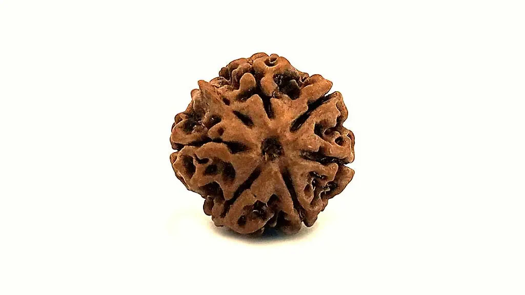 7 Mukhi Rudraksha