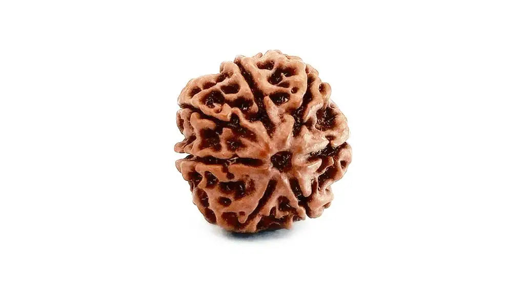 7 Mukhi Rudraksha