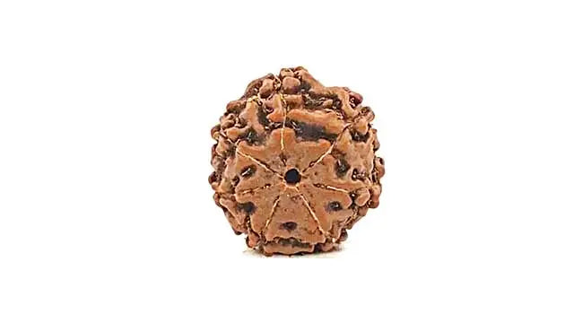 7 Mukhi Rudraksha