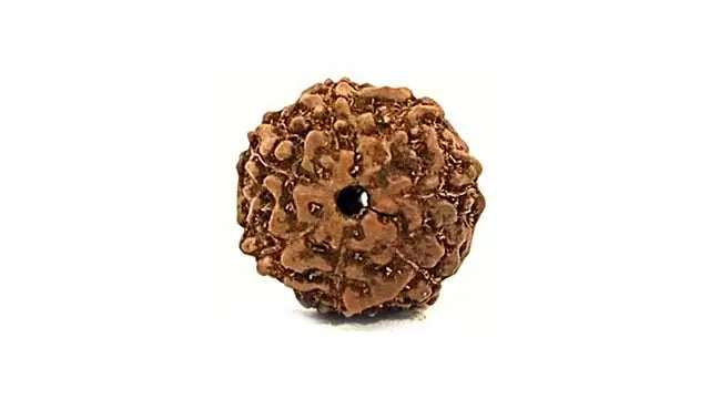 7 Mukhi Rudraksha