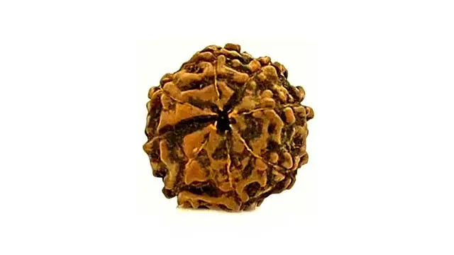 8 Mukhi Rudraksha