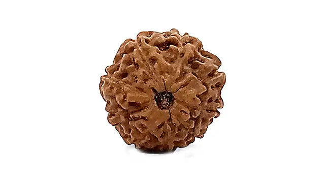 9 Mukhi Rudraksha