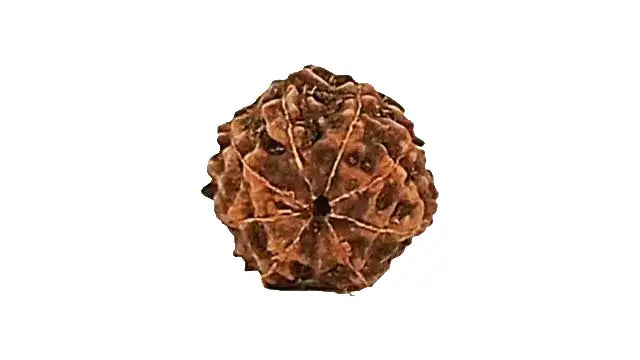 8 Mukhi Rudraksha