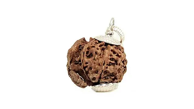 5 Mukhi Ganesh Rudraksha