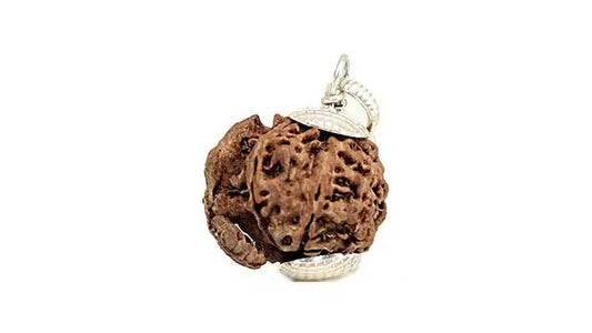 5 Mukhi Ganesh Rudraksha