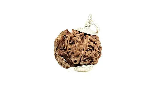 5 Mukhi Ganesh Rudraksha