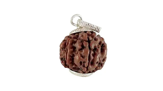 7 Mukhi Rudraksha